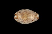 藏品(山貓寶螺)的圖片